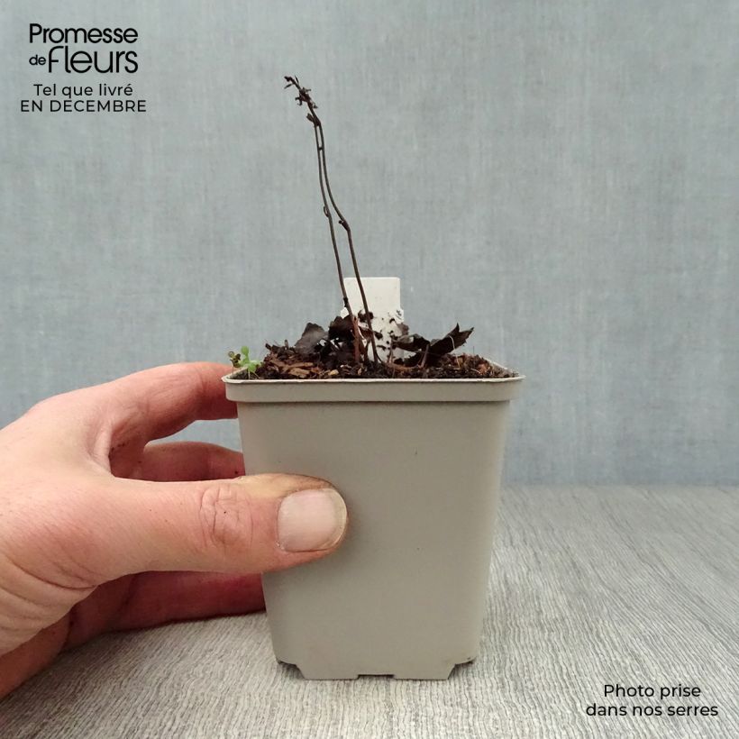 Actaea japonica Cheju-Do - Cimicifuga Vasetto da 8/9 cm esemplare consegnato in inverno