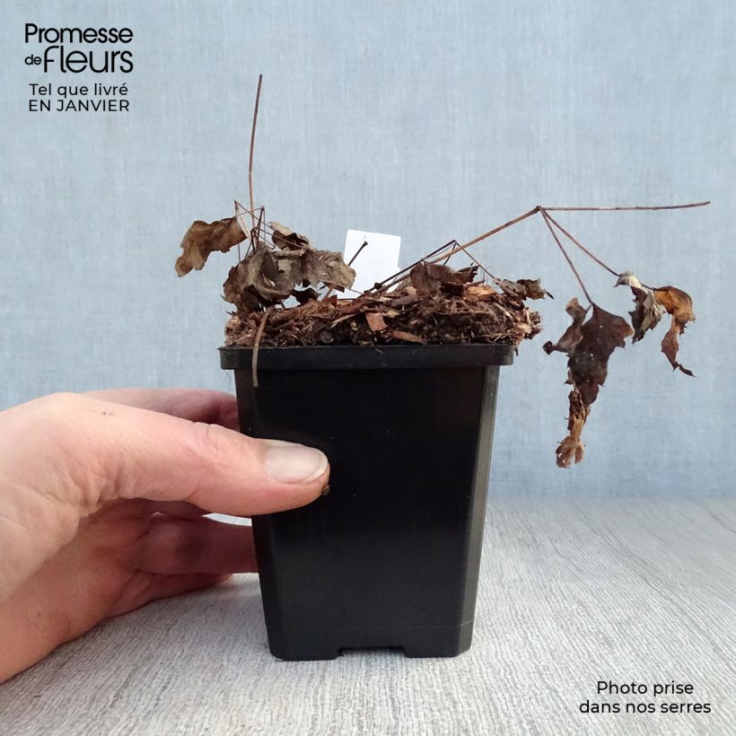 Actaea pachypoda Misty Blue - Occhi di bambola Vasetto da 8/9 cm esemplare consegnato in inverno