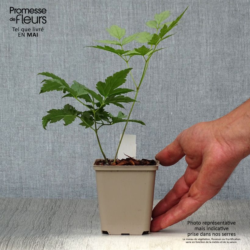 Actaea pachypoda Misty Blue - Occhi di bambola Vasetto da 8/9 cm esemplare consegnato in primavera