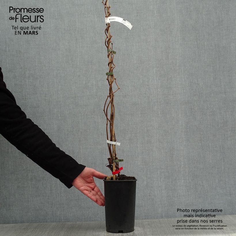 Kiwi Actinidia deliciosa Montcap Vaso da 2L/3L esemplare consegnato in inverno