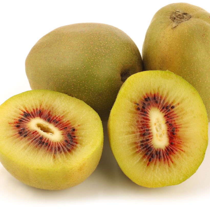 Kiwi Actinidia deliciosa Kiwi Wonder (Raccolta)