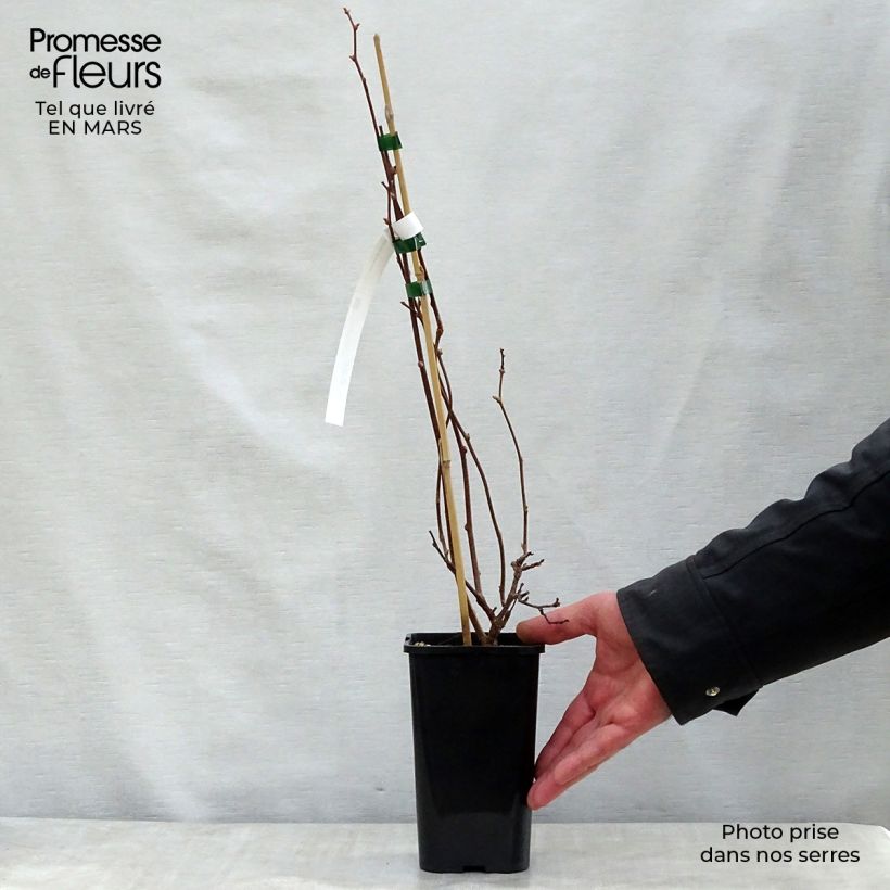 Actinidia kolomikta Adam - Kiwi tricolore Vaso da 1,5L/2L esemplare consegnato in primavera