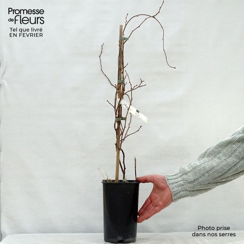 Actinidia kolomikta Eve - Kiwi tricolore Vaso da 1,5L/2L esemplare consegnato in inverno