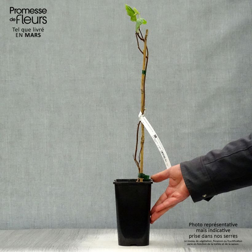 Actinidia kolomikta Eve - Kiwi tricolore Vaso da 1,5L/2L esemplare consegnato in primavera