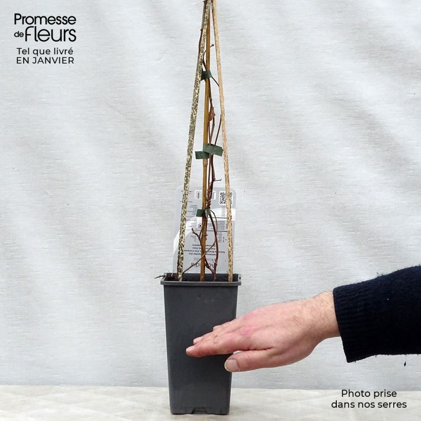 Actinidia kolomikta - Kiwi tricolore Vaso da 2L/3L esemplare consegnato in inverno