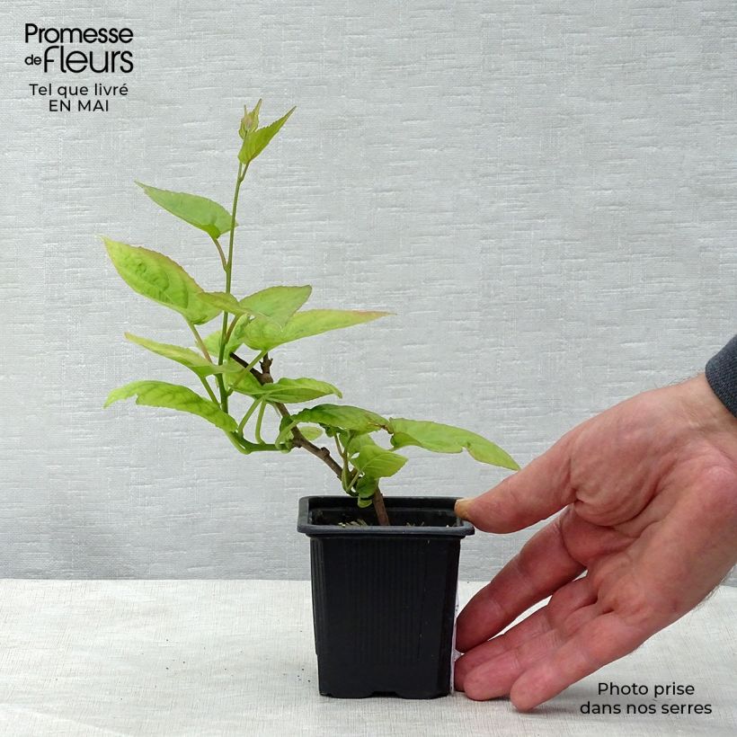 Actinidia kolomikta - Kiwi tricolore Vasetto da 8/9 cm esemplare consegnato in primavera