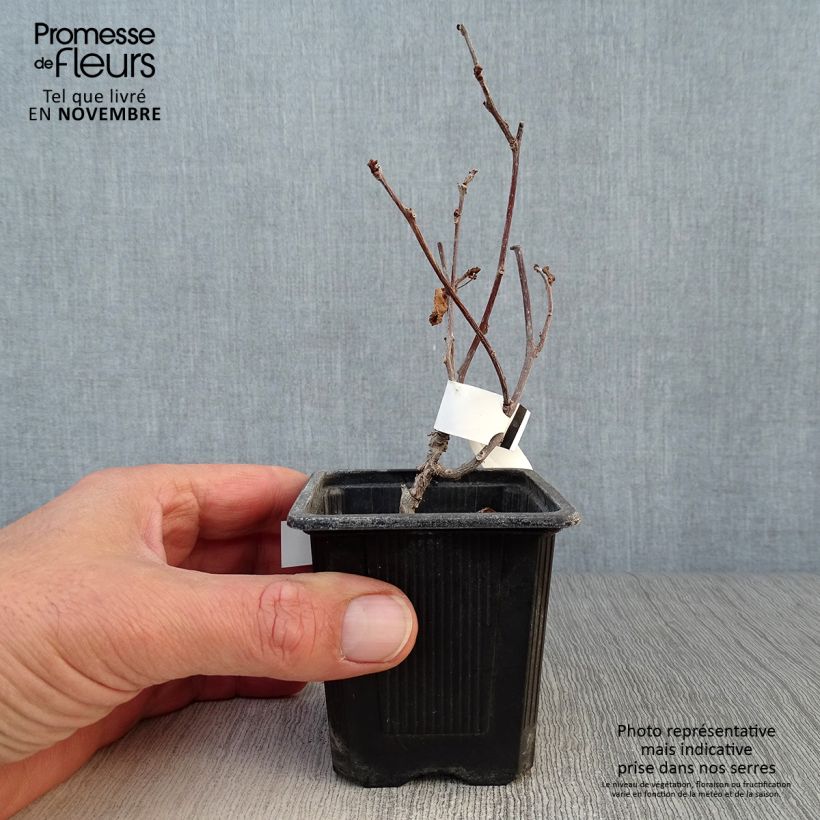 Esemplare di Actinidia kolomikta - Kiwi tricolore Vasetto da 8/9 cm come consegnato in autunno
