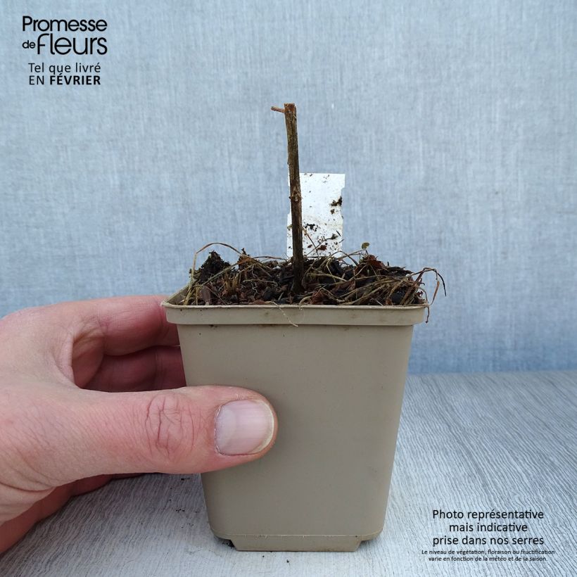 Adenophora confusa Fairy Bells Gaudi Violet Vasetto da 8/9 cm esemplare consegnato in inverno