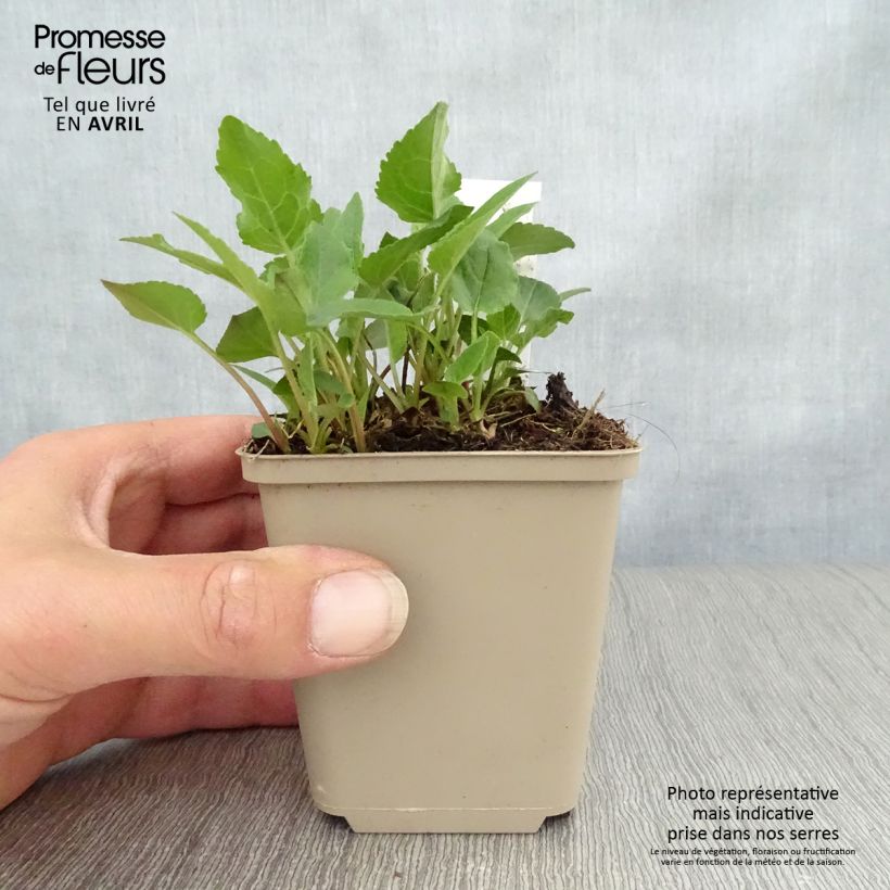 Adenophora confusa Fairy Bells Gaudi Violet Vasetto da 8/9 cm esemplare consegnato in primavera