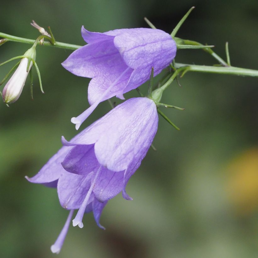 Adenophora stricta (Fioritura)