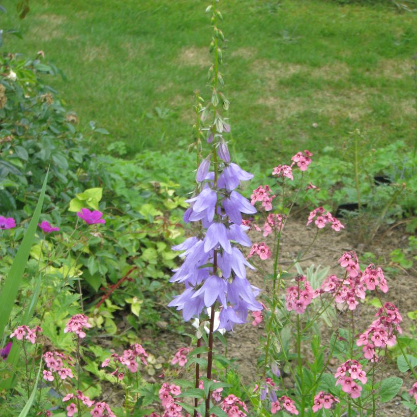Adenophora stricta (Porto)