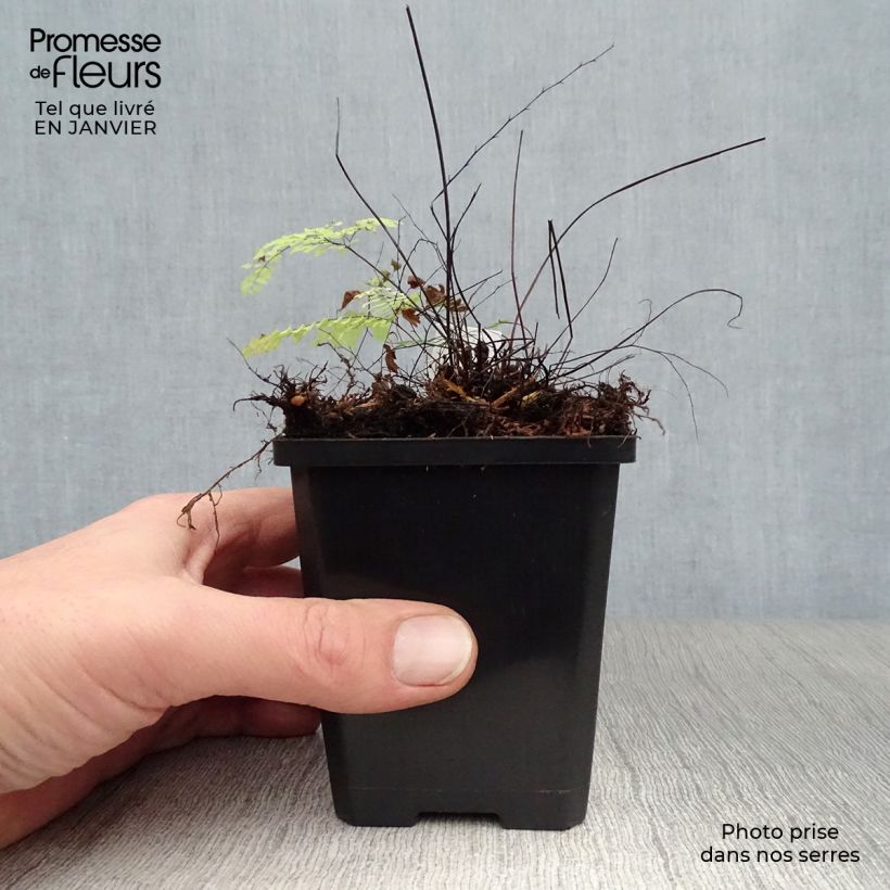 Adiantum aleuticum Imbricatum - Felce capelvenere Vasetto da 8/9 cm esemplare consegnato in inverno