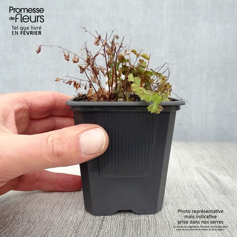 Adiantum pedatum - Felce capelvenere Vasetto da 8/9 cm esemplare consegnato in inverno