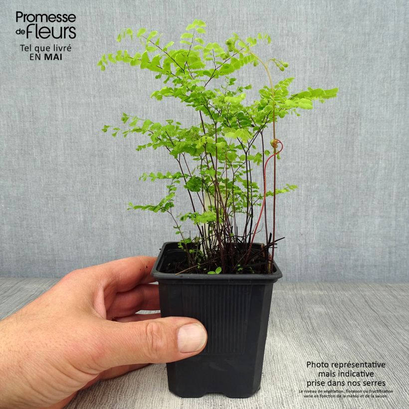 Adiantum pedatum - Felce capelvenere Vasetto da 8/9 cm esemplare consegnato in primavera