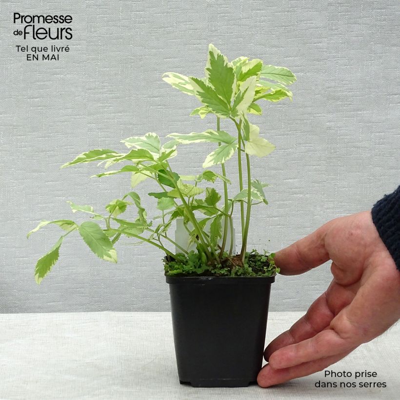 Aegopodium podagraria Variegata - Girardina silvestre Vasetto da 7/8 cm esemplare consegnato in primavera