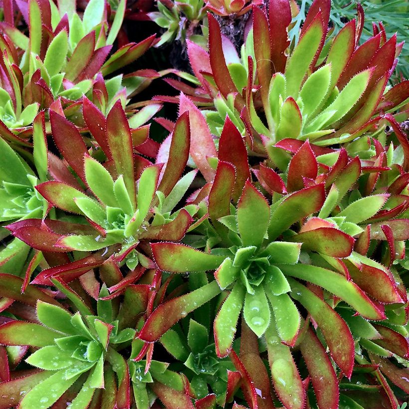 Aeonium arboreum Cornish Tribute (Fogliame)