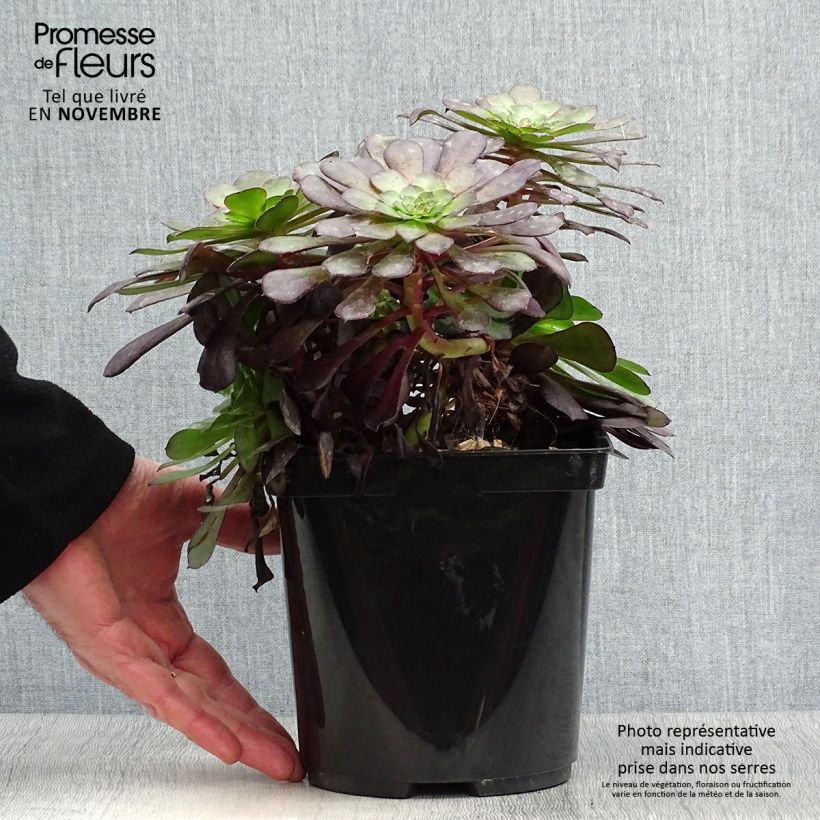 Esemplare di Aeonium arboreum Garnet Vaso da 3L/4L come consegnato in autunno