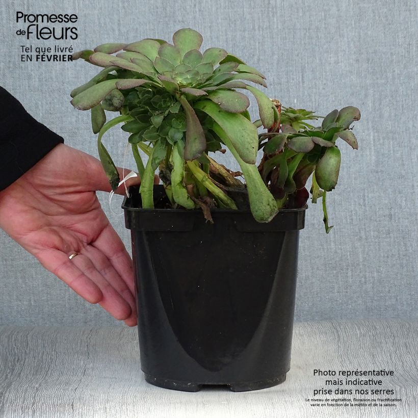 Aeonium&#x20;arboreum&#x20;Garnet&#x20;Vaso&#x20;da&#x20;3L&#x2F;4L&#x20;esemplare&#x20;consegnato&#x20;in&#x20;inverno