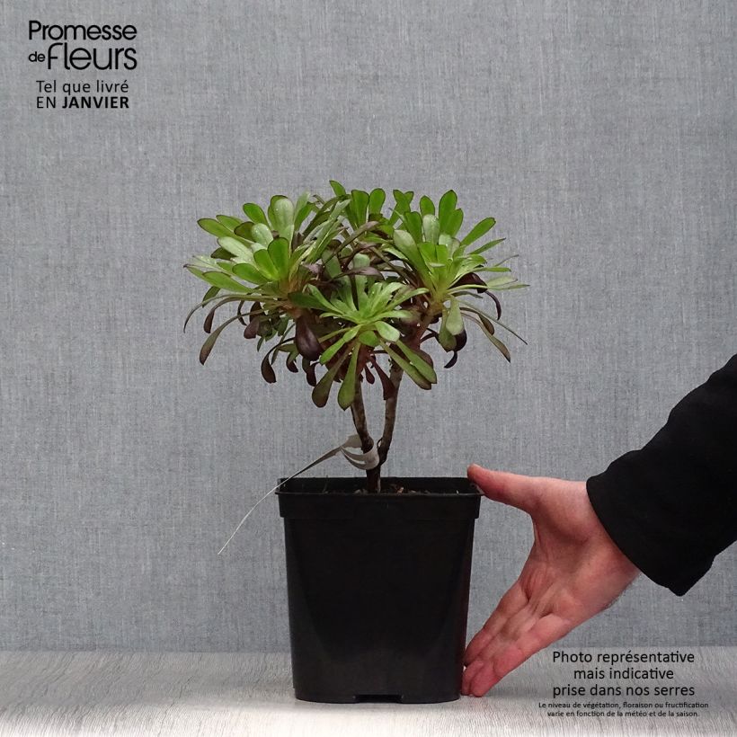 Aeonium arboreum var. atropurpureum Zwartkop Vaso da 3L/4L esemplare consegnato in inverno