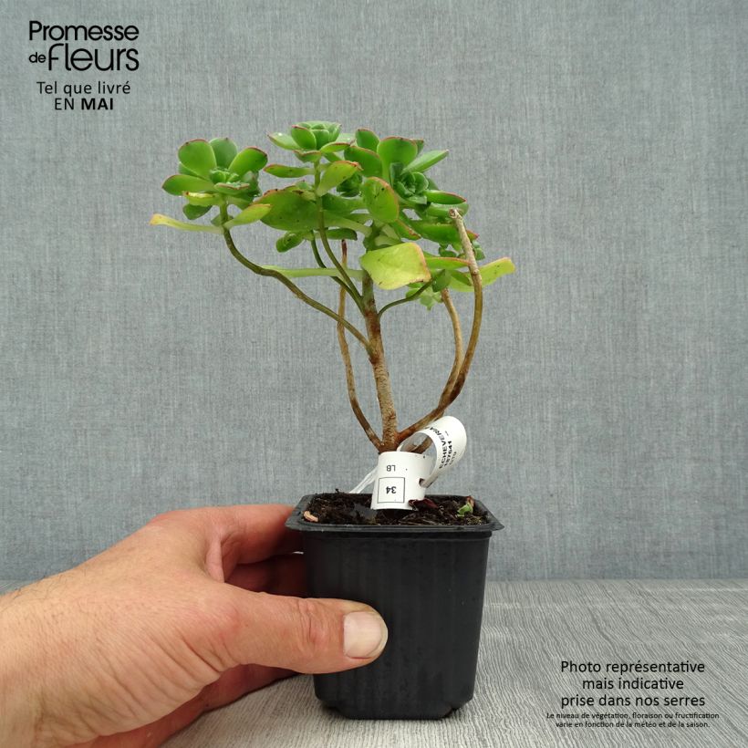 Aeonium haworthii Vasetto da 8/9 cm esemplare consegnato in primavera