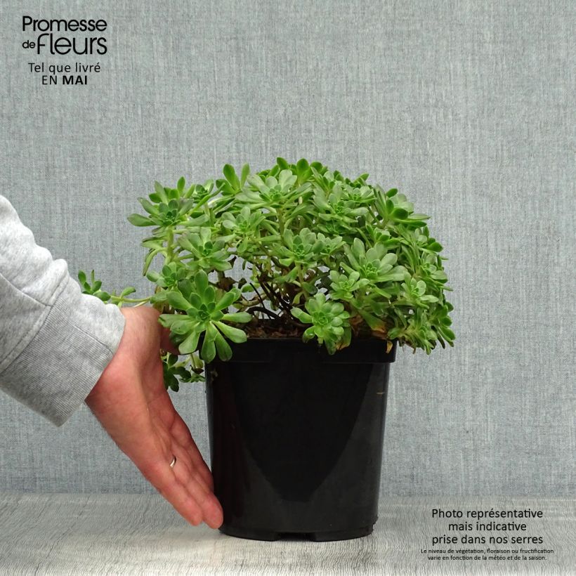 Aeonium occidentale Vaso da 3L/4L esemplare consegnato in primavera