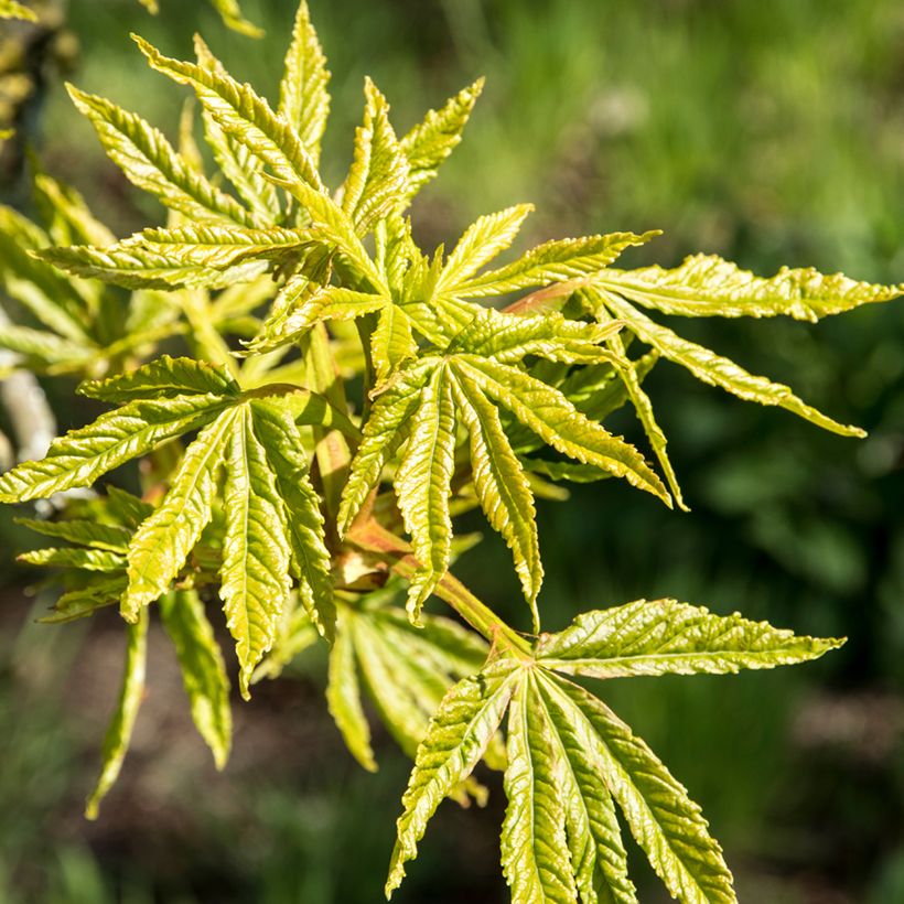 Aesculus Digitata - Ippocastano (Fogliame)