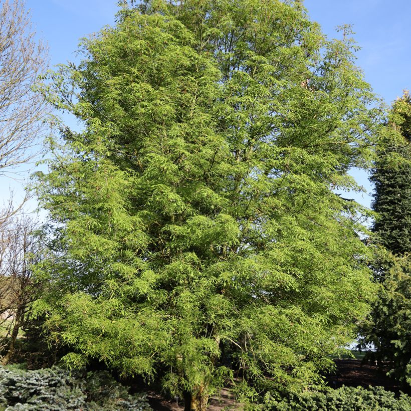 Aesculus Laciniata - Ippocastano (Porto)