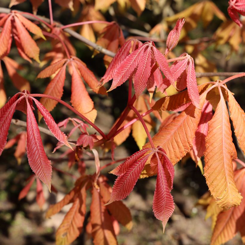 Aesculus x neglecta Erythroblastos - Ippocastano hibrido (Fogliame)