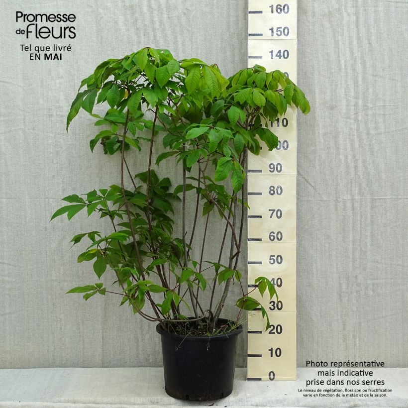Aesculus parviflora - Ippocastano nano Vaso da 20L/25L esemplare consegnato in primavera