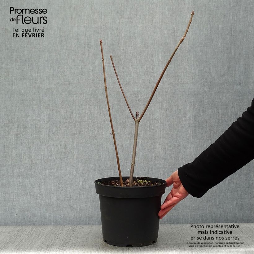 Aesculus parviflora - Ippocastano nano Vaso da 7,5L/10L esemplare consegnato in inverno