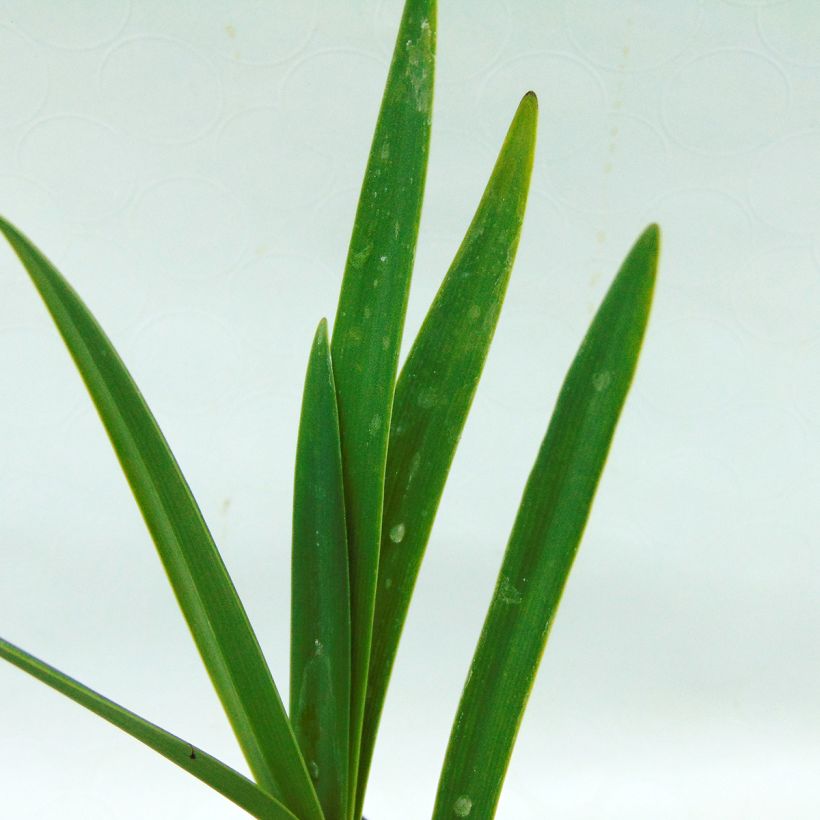 Agapanthus Back in Black (Fogliame)