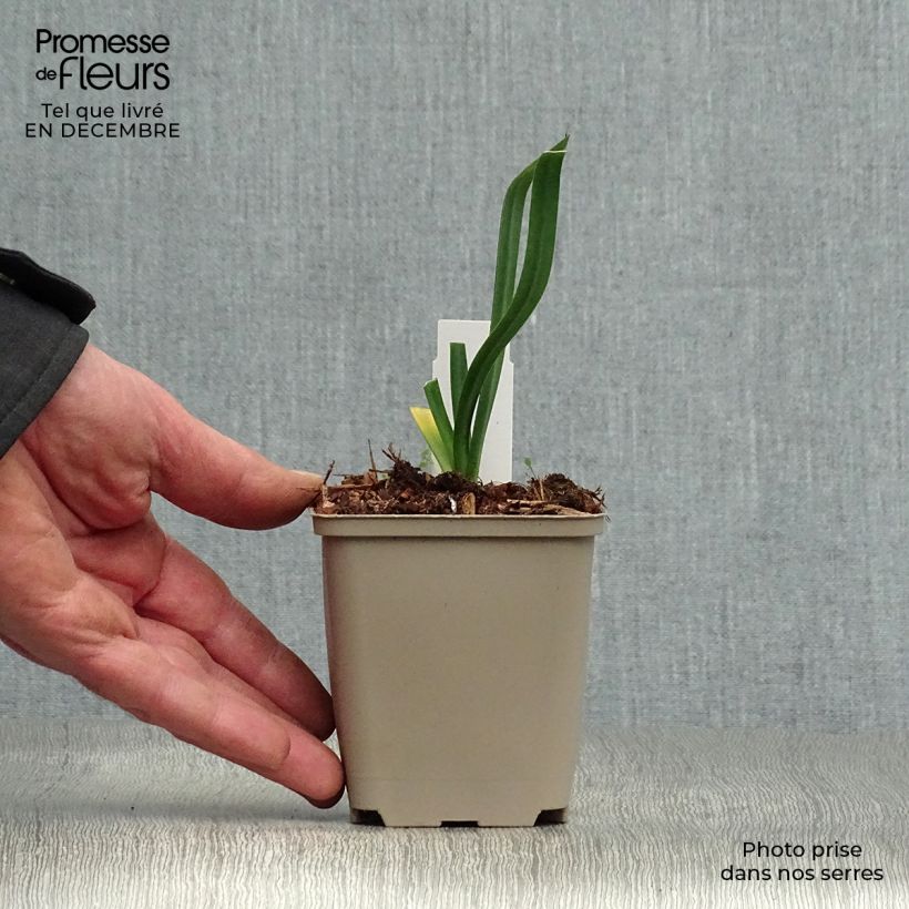 Agapanthus Back in Black Vasetto da 8/9 cm esemplare consegnato in inverno