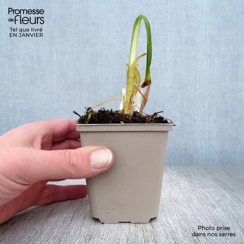 Agapanthus Black Magic Vasetto da 8/9 cm esemplare consegnato in inverno