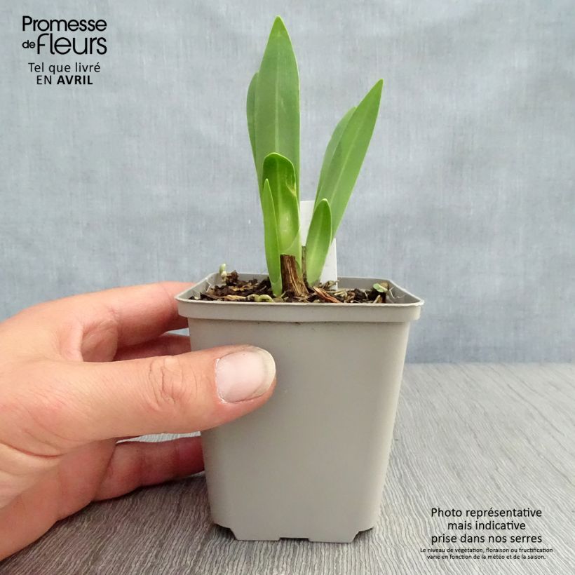 Agapanthus Black Magic Vasetto da 8/9 cm esemplare consegnato in primavera