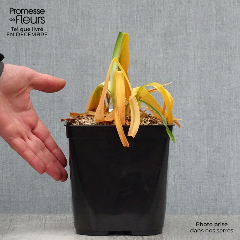 Agapanthus Black Magic Vaso da 2L/3L esemplare consegnato in inverno