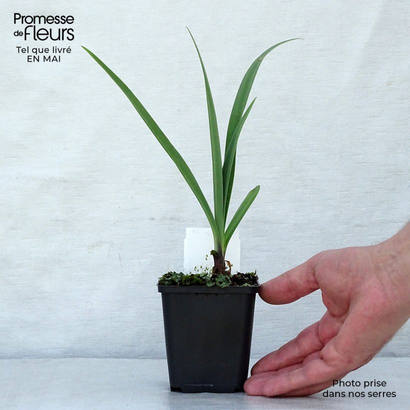 Agapanthus Black Pantha Vasetto da 8/9 cm esemplare consegnato in primavera