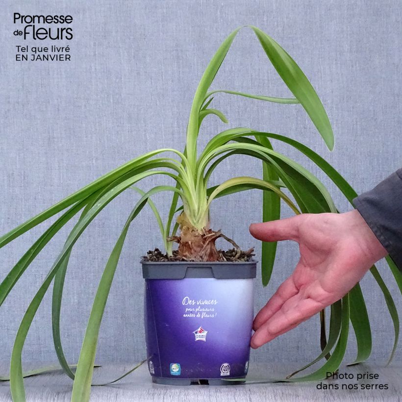 Agapanthus Black Pantha Vaso da 2L/3L esemplare consegnato in inverno