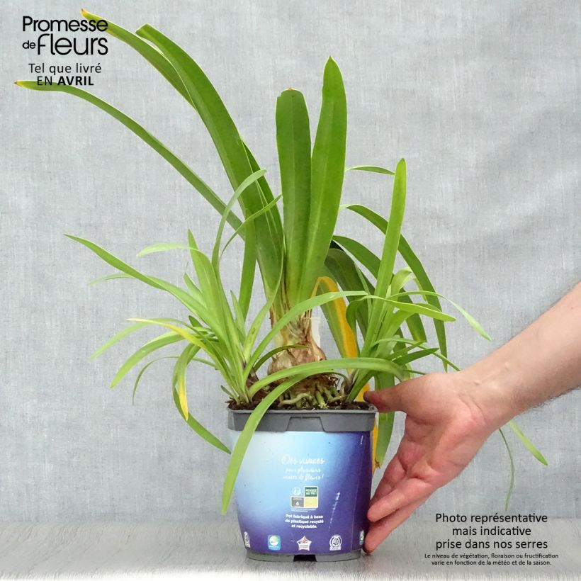 Agapanthus Black Pantha Vaso da 2L/3L esemplare consegnato in primavera