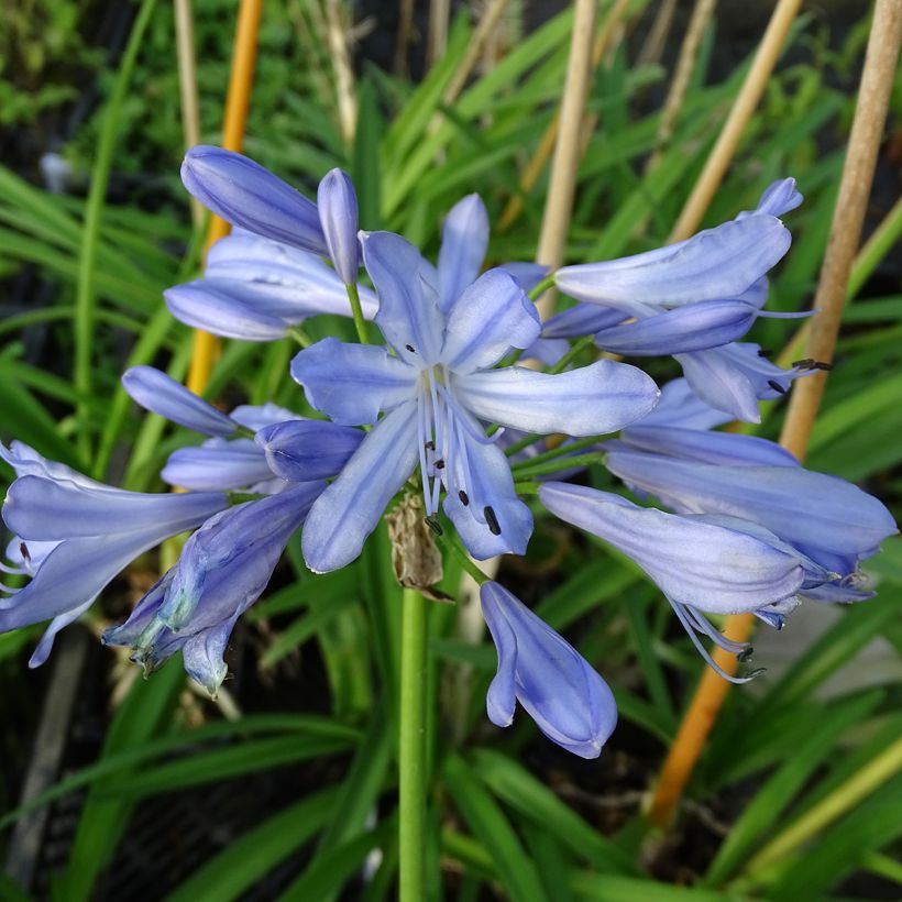 Agapanthus Blue Heaven (Fioritura)