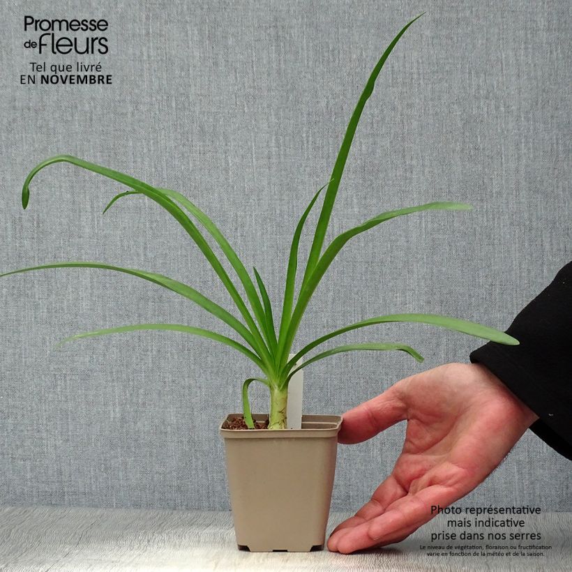 Esemplare di Agapanthus Blue Heaven Vasetto da 8/9 cm come consegnato in autunno