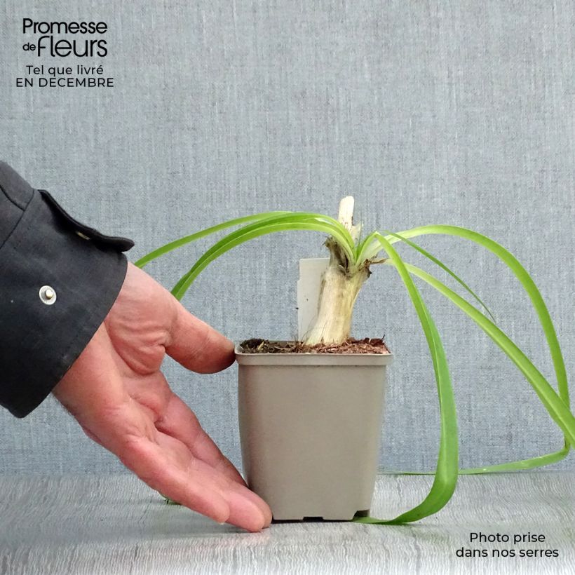 Agapanthus Blue Heaven Vasetto da 8/9 cm esemplare consegnato in inverno