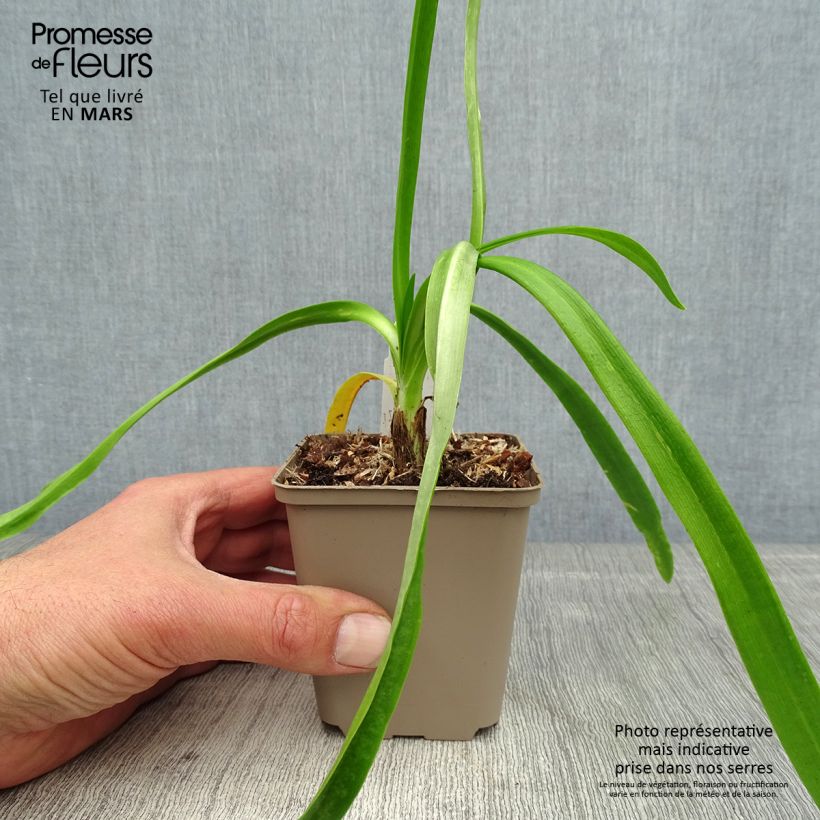 Agapanthus Blue Heaven Vasetto da 8/9 cm esemplare consegnato in primavera