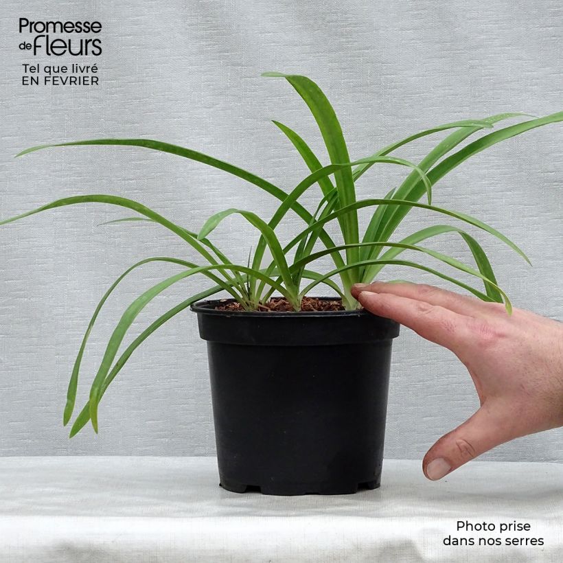 Agapanthus Blue Heaven Vaso da 2L/3L esemplare consegnato in inverno