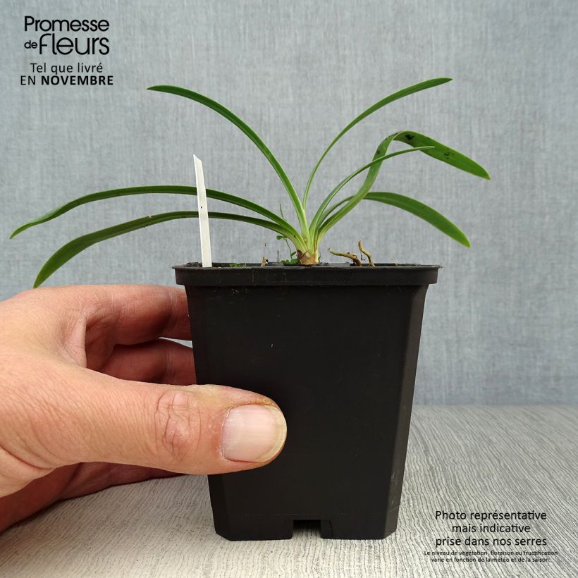 Esemplare di Agapanthus Blue Triumphator Vasetto da 8/9 cm come consegnato in autunno