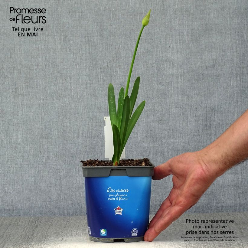 Agapanthus Blue Triumphator Vaso da 2L/3L esemplare consegnato in primavera