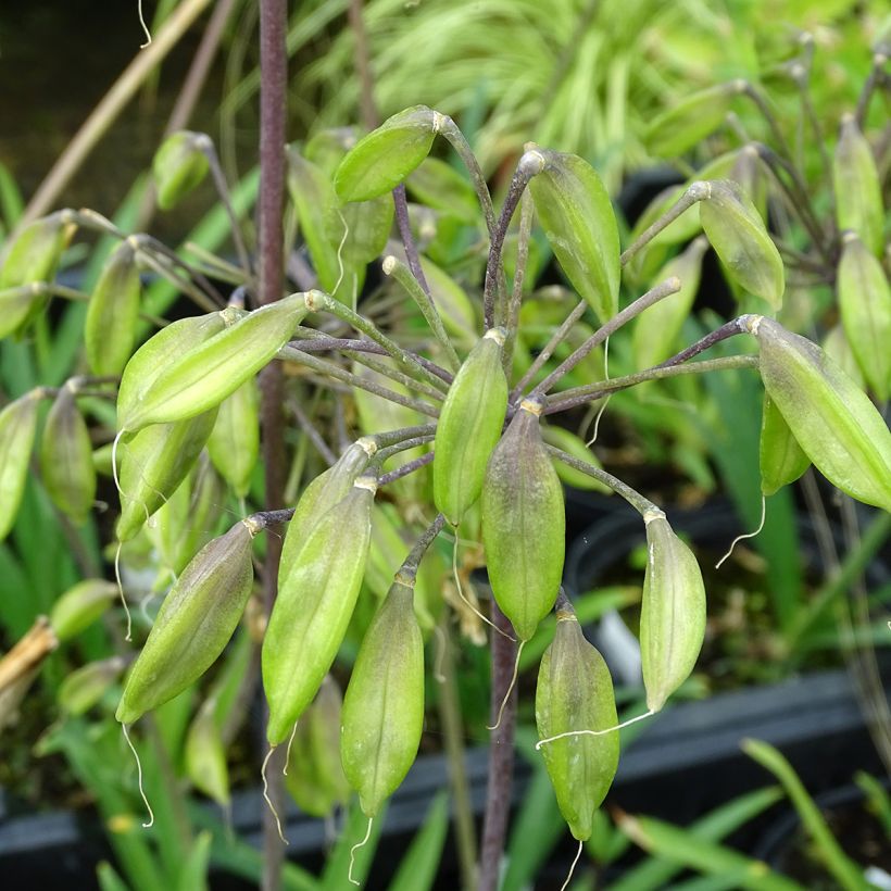 Agapanthus Blue Triumphator (Raccolta)