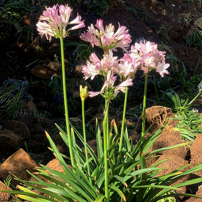Agapanthuse Blush Pink (Porto)