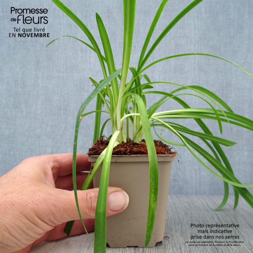 Esemplare di Agapanthus Brilliant Blue Vasetto da 8/9 cm come consegnato in autunno