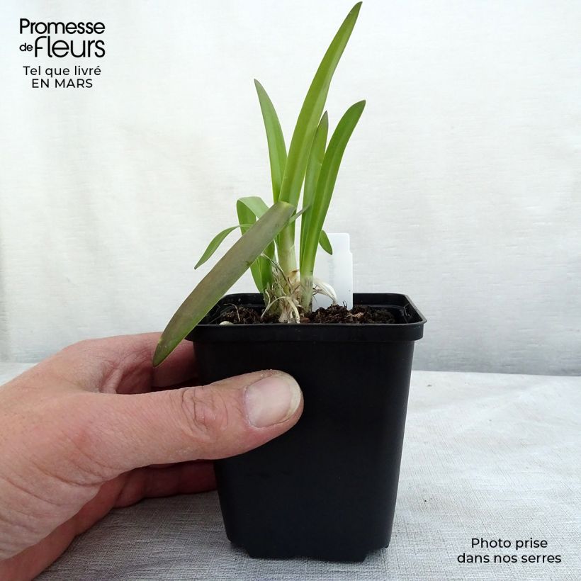 Agapanthus Brilliant Blue Vasetto da 8/9 cm esemplare consegnato in inverno