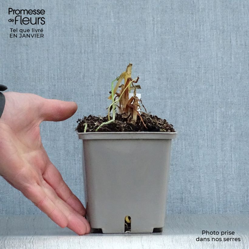 Agapanthus Celebration Vaso da 1L/1,5L esemplare consegnato in inverno